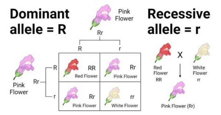 Discoveries And Insights For Dominance